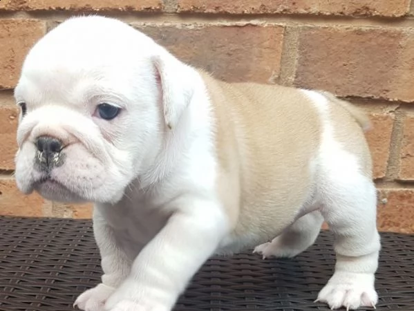 cuccioli di bulldog inglese kc reg superbi