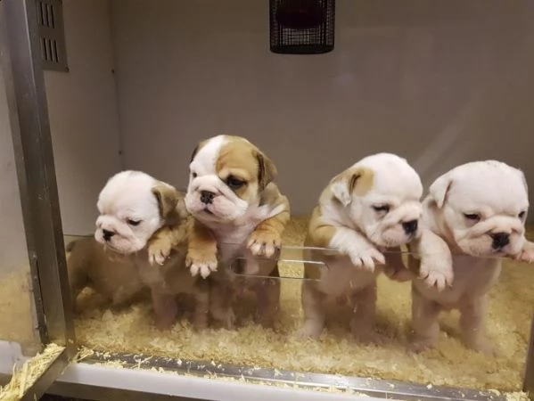 cuccioli di bulldog inglese kc reg superbi | Foto 0
