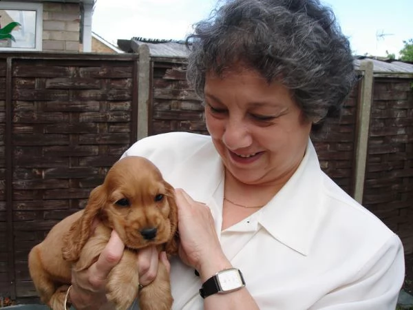 cuccioli cocker spaniel  adorabili disponibili per adozione  | Foto 0