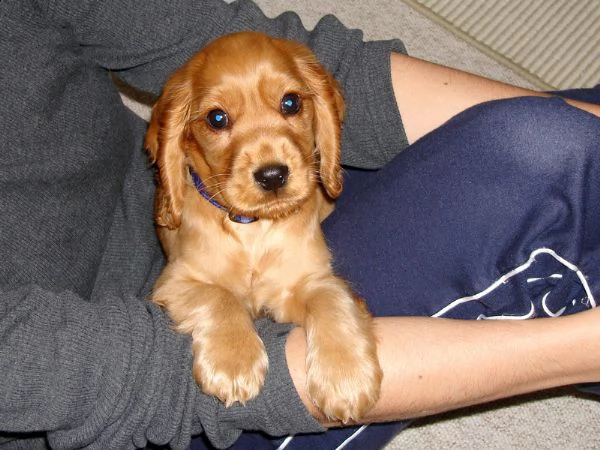 cuccioli cocker spaniel  adorabili disponibili per adozione 