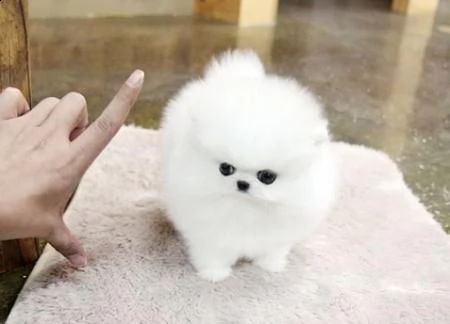 regalo bellissimi cuccioli di volpino pomerania