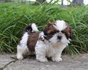   regalo shihtzu  toy | Foto 0