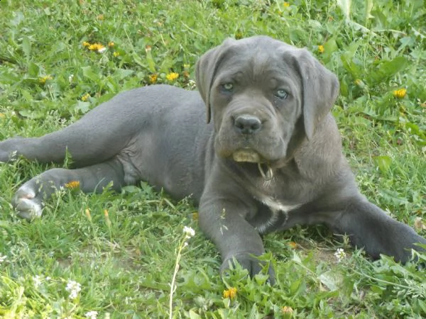 cuccioli di cane corso 