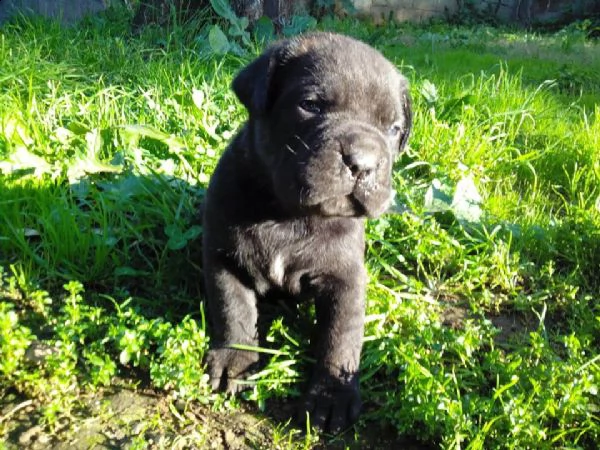 cuccioli di cane corso  | Foto 6