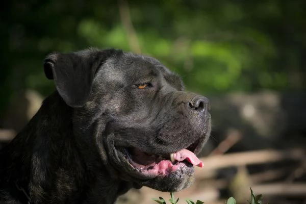 cuccioli di cane corso  | Foto 5