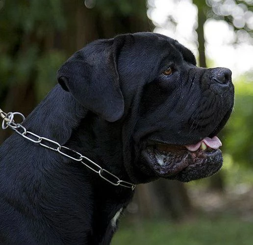 cuccioli di cane corso  | Foto 4