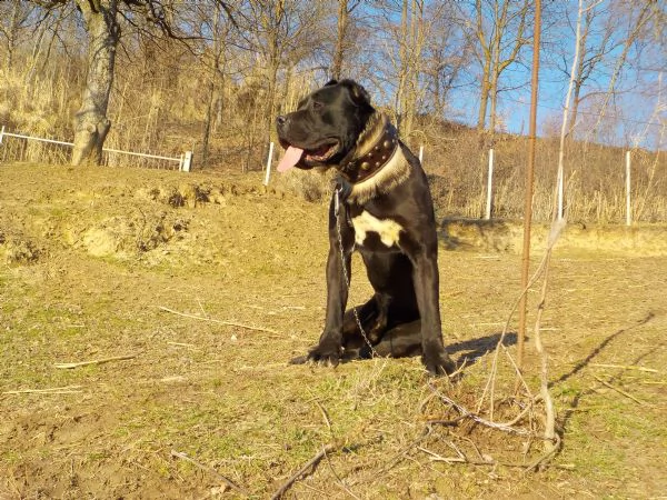 cuccioli di cane corso  | Foto 3