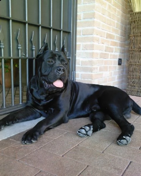 cuccioli di cane corso  | Foto 2