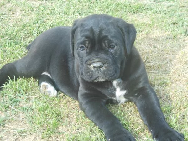 cuccioli di cane corso  | Foto 1