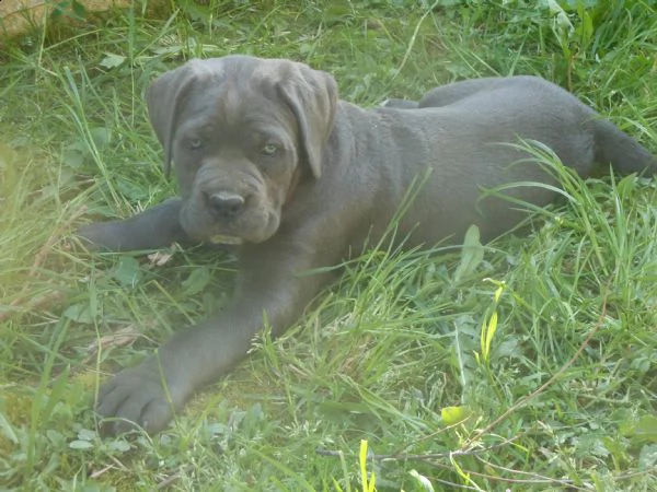 cuccioli di cane corso  | Foto 0