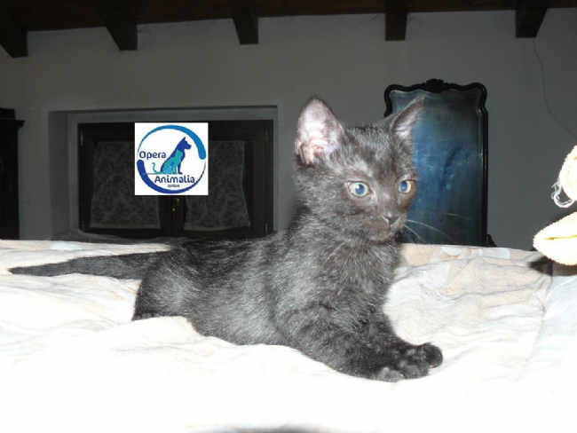 Regalo Cucciolo Europeo Da Associazione Animali A Milano Cuccioli Di