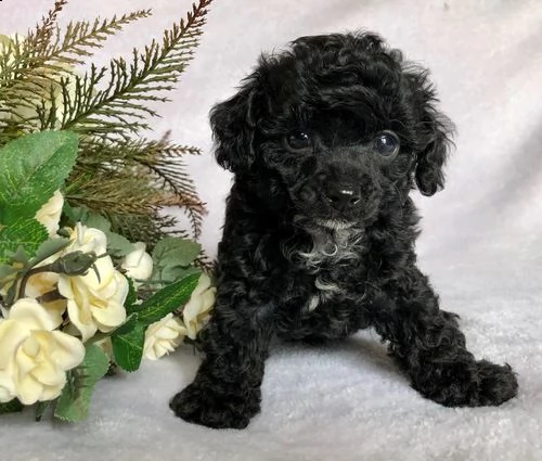  cuccioli di barboncino | Foto 2