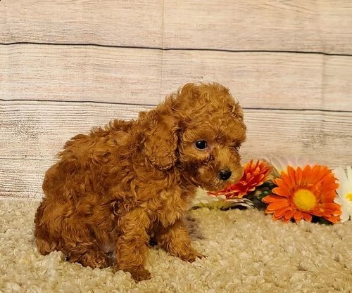  cuccioli di barboncino | Foto 1