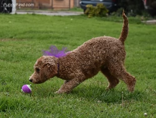  cuccioli di barboncino