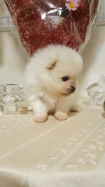 cucciolo spitz di pomerania  il cagnolino ha 65 giorni circa e lo abbiamo 