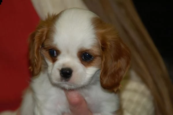  cuccioli cavalier king charles
