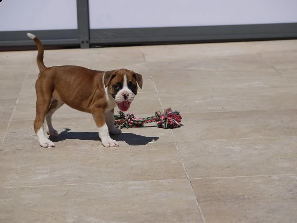cuccioli boxer adorabili disponibili per adozione | Foto 0
