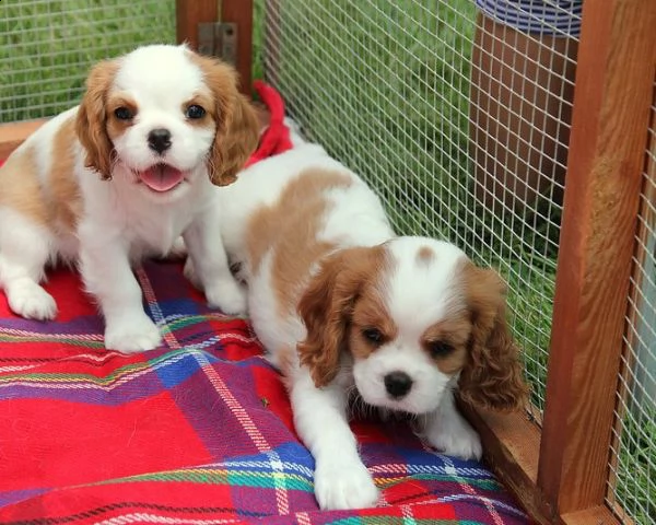 cuccioli cavalier king charles adorabili disponibili per adozione