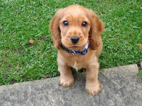 cuccioli cocker spaniel adorabili disponibili per adozione | Foto 0