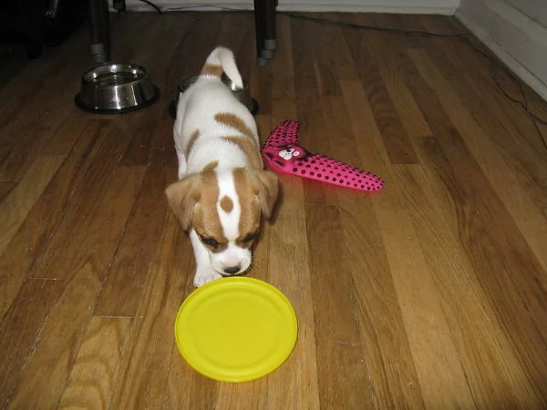 cuccioli jack russell adorabili disponibili per adozione