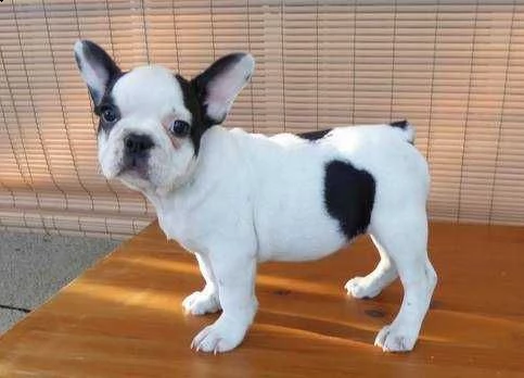 vendita cuccioli bouledogue francese di 3 mesi | Foto 1