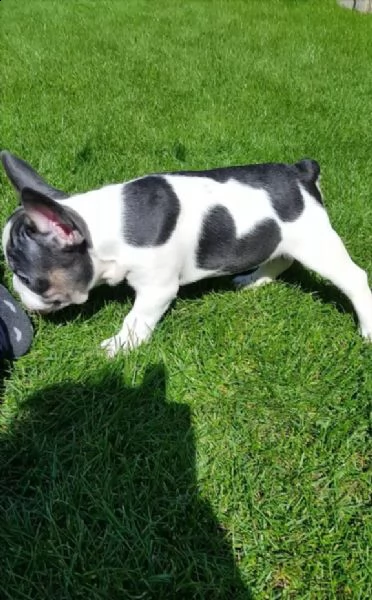 vendita cuccioli bouledogue francese di 3 mesi
