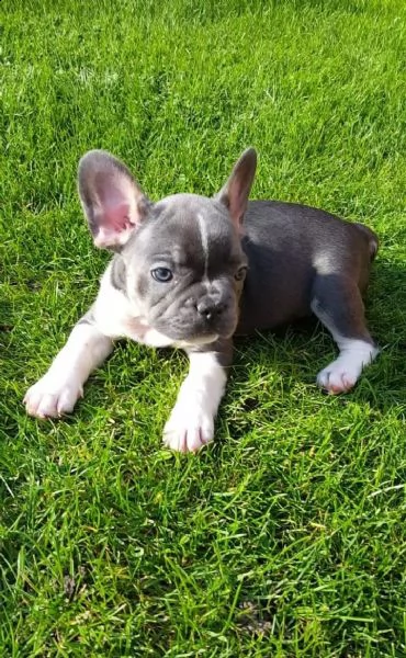 vendita cuccioli bouledogue francese di 3 mesi | Foto 0