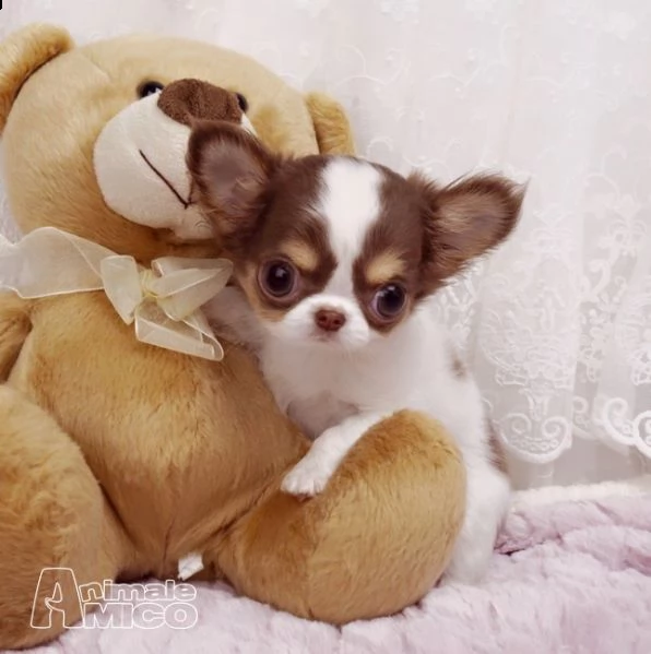prezioso rifiuti chihuahua adozione regalo