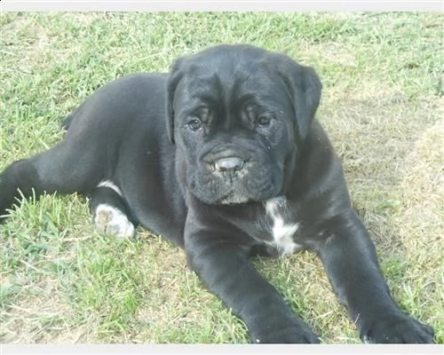 cuccioli di cane corso  | Foto 0