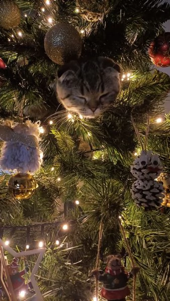 Gattina scottish  | Foto 0