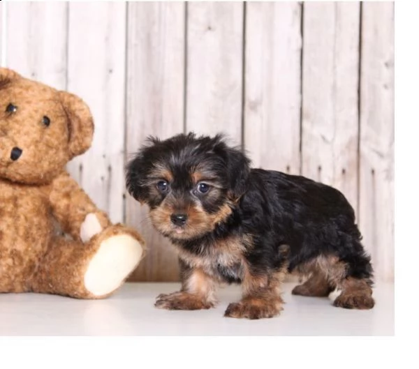regalo cuccioli di yorkshire