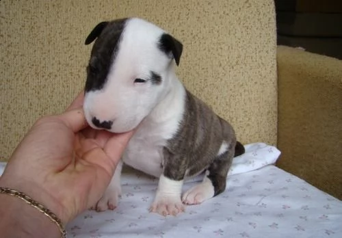 regalo bull terrier cuccioli disponibile per ladozione