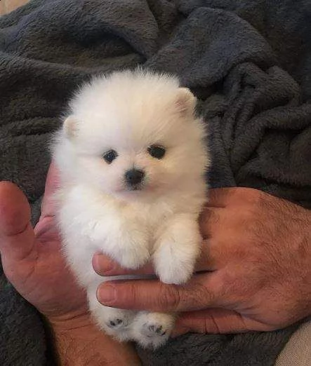disponiamo cuccioli di spitz pomerania toy amorevolissimi e gioiosi di 70 giorni