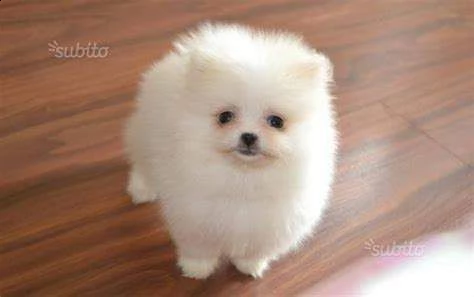 cuccioli spitz pomerania nano di 2 mesi e mezzo sani 