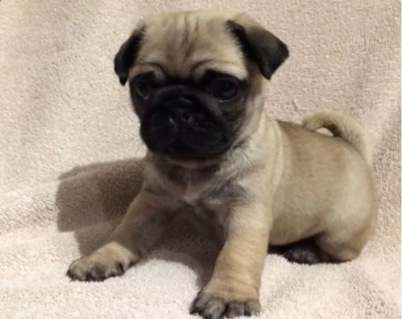 cuccioli di razza carlino nero fulvo