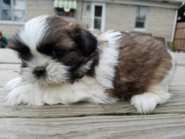 shihtzu cuccioli consegna a domicilio