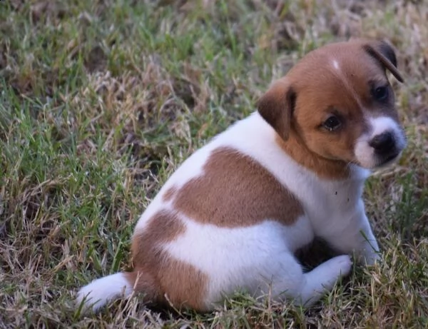 jack russell terrier cuccioli pedigree