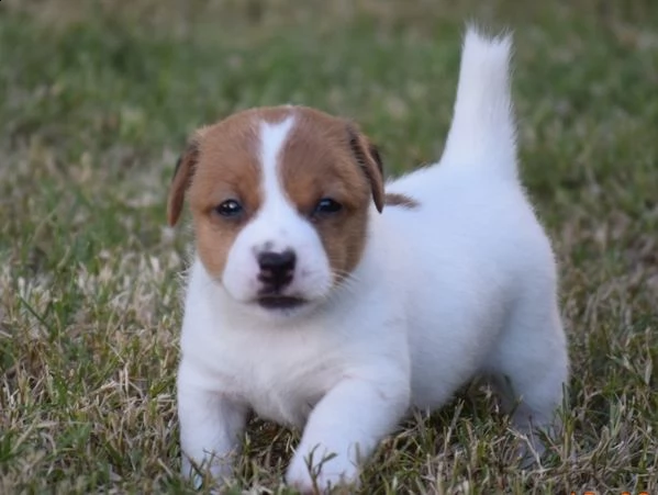 jack russell terrier cuccioli pedigree | Foto 0