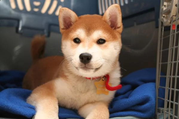 due cuccioli di akita inu disponibili per ladozione