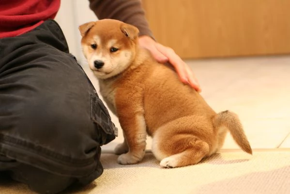 due cuccioli di akita inu disponibili per ladozione | Foto 0