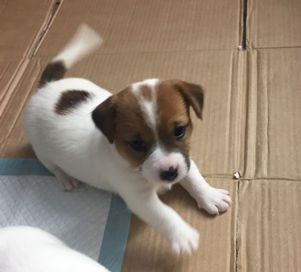 Regalo cucciolo Jack Russel da Privato