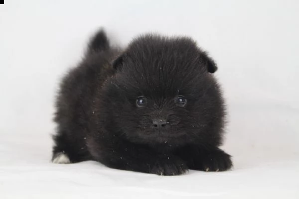 disponibili cuccioli di spitz mini toy dolcissimi e molto tranquilli di 90 giorni 