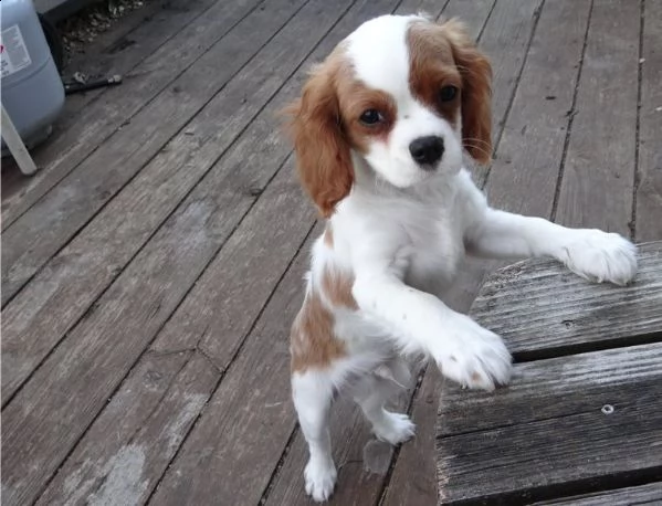 bellissimi cavalier king charles spaniel maschi