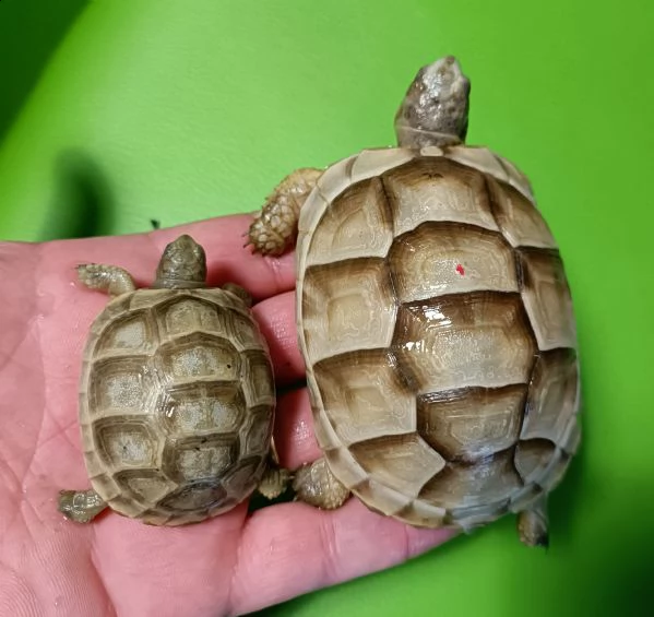 testudo marginata albina  | Foto 0