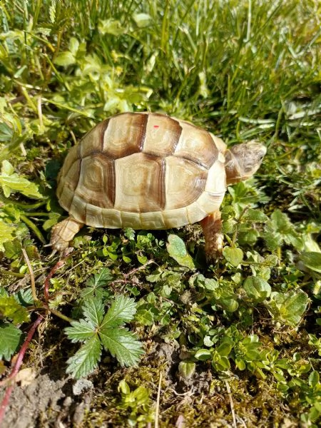 testudo marginata albina 