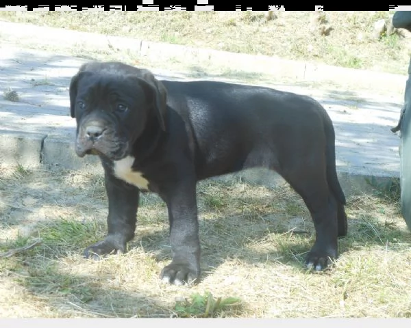 cuccioli di cane corso  | Foto 1