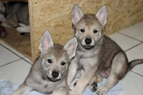 regalo cucciolo cuccioli di lupo cecoslovacco 