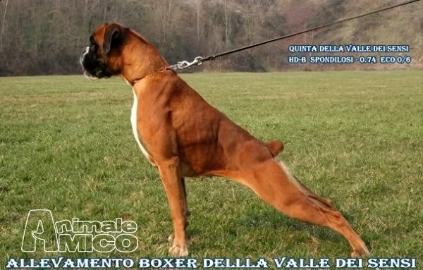 cuccioli boxer | Foto 1