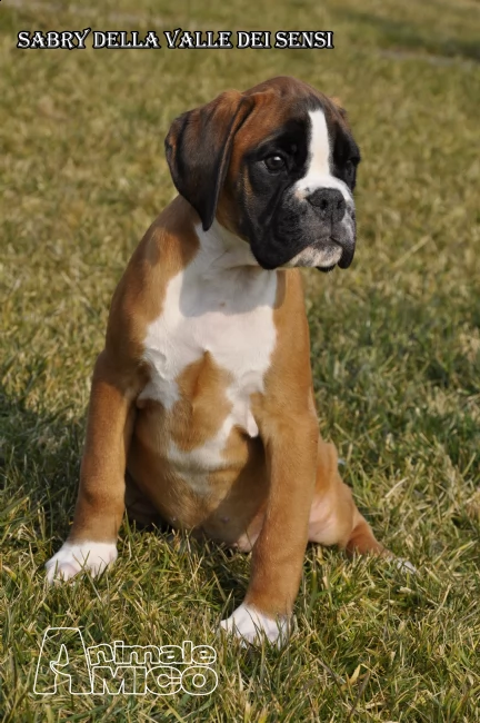 cuccioli vendo boxer cuccioloni e cuccioliallevamento boxer della valle dei sensiboxer a milano e sondriovendo cuccioli boxer a lodi | Foto 2