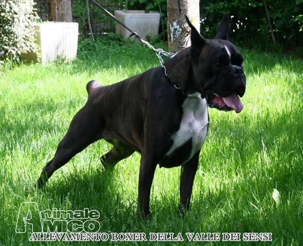 cuccioli vendo boxer cuccioloni e cuccioliallevamento boxer della valle dei sensiboxer a milano e sondriovendo cuccioli boxer a lodi | Foto 1